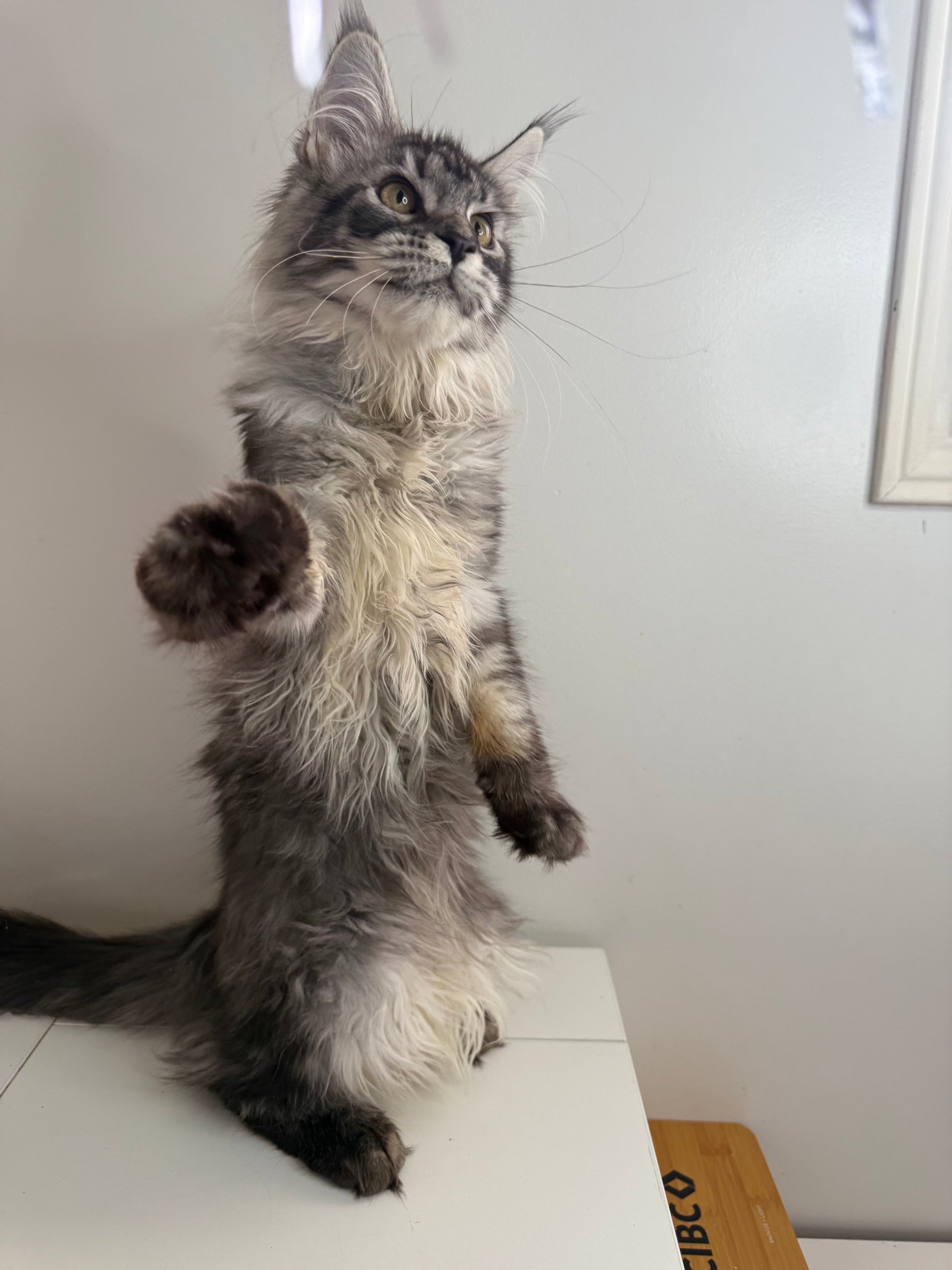 Black Silver Maine Coon female - located in Ottawa area