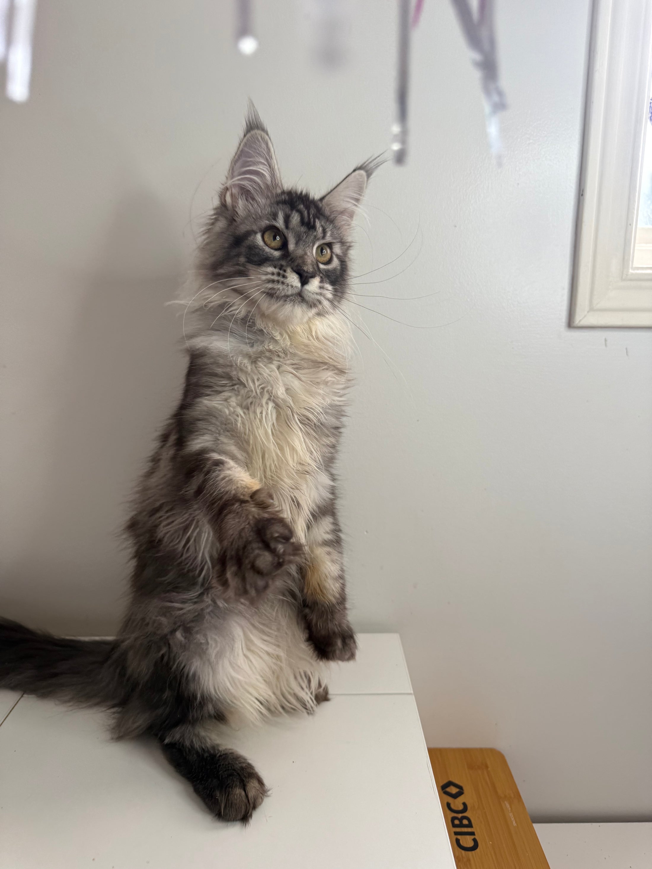 Black Silver Maine Coon female - located in Ottawa area