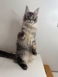 Load image into Gallery viewer, Black Silver Maine Coon female - located in Ottawa area