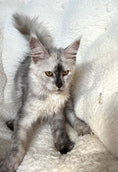 Load image into Gallery viewer, High Smoke Maine Coon female / Located in Ottawa area