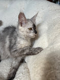 Load image into Gallery viewer, High Smoke Maine Coon female / Located in Ottawa area