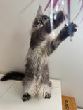 Load image into Gallery viewer, Black Silver Maine Coon female - located in Ottawa area