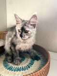 Load image into Gallery viewer, High Smoke Maine Coon female / Located in Ottawa area