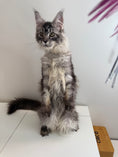 Load image into Gallery viewer, Black Silver Maine Coon female - located in Ottawa area