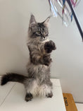 Load image into Gallery viewer, Black Silver Maine Coon female - located in Ottawa area