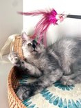 Load image into Gallery viewer, High Smoke Maine Coon female / Located in Ottawa area
