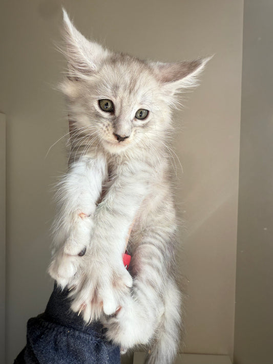 Pale Silver Maine Coon male/ Located in Ottawa area