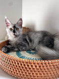 Load image into Gallery viewer, High Smoke Maine Coon female / Located in Ottawa area