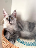 Load image into Gallery viewer, High Smoke Maine Coon female / Located in Ottawa area