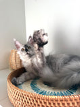 Load image into Gallery viewer, High Smoke Maine Coon female / Located in Ottawa area