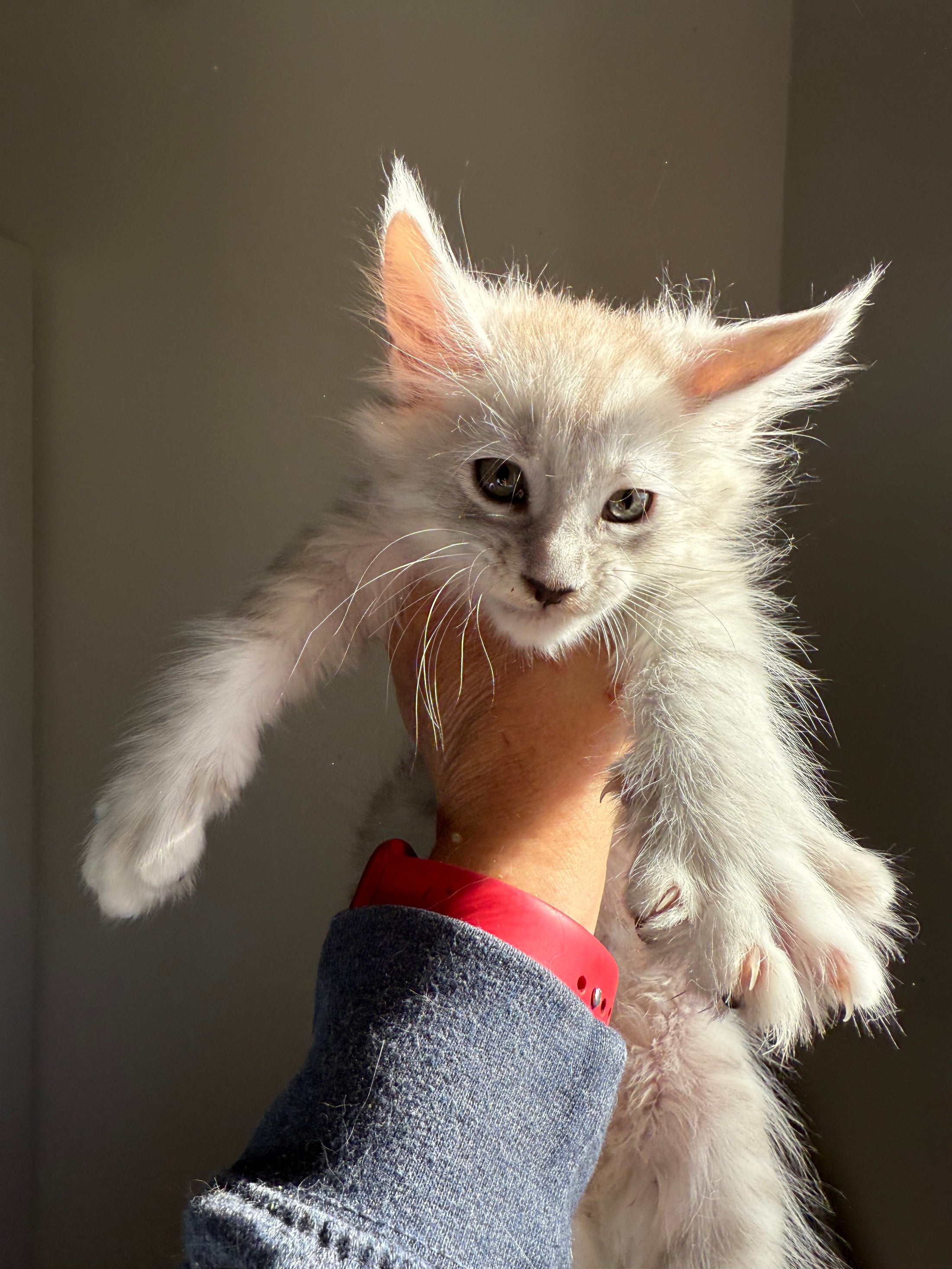 Pale Silver Maine Coon male/ Located in Ottawa area