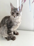 Load image into Gallery viewer, Black Silver Maine Coon male 2 / Located in Ottawa area