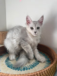 Load image into Gallery viewer, Black Silver Shaded Maine Coon female 1 / Located in Ottawa area