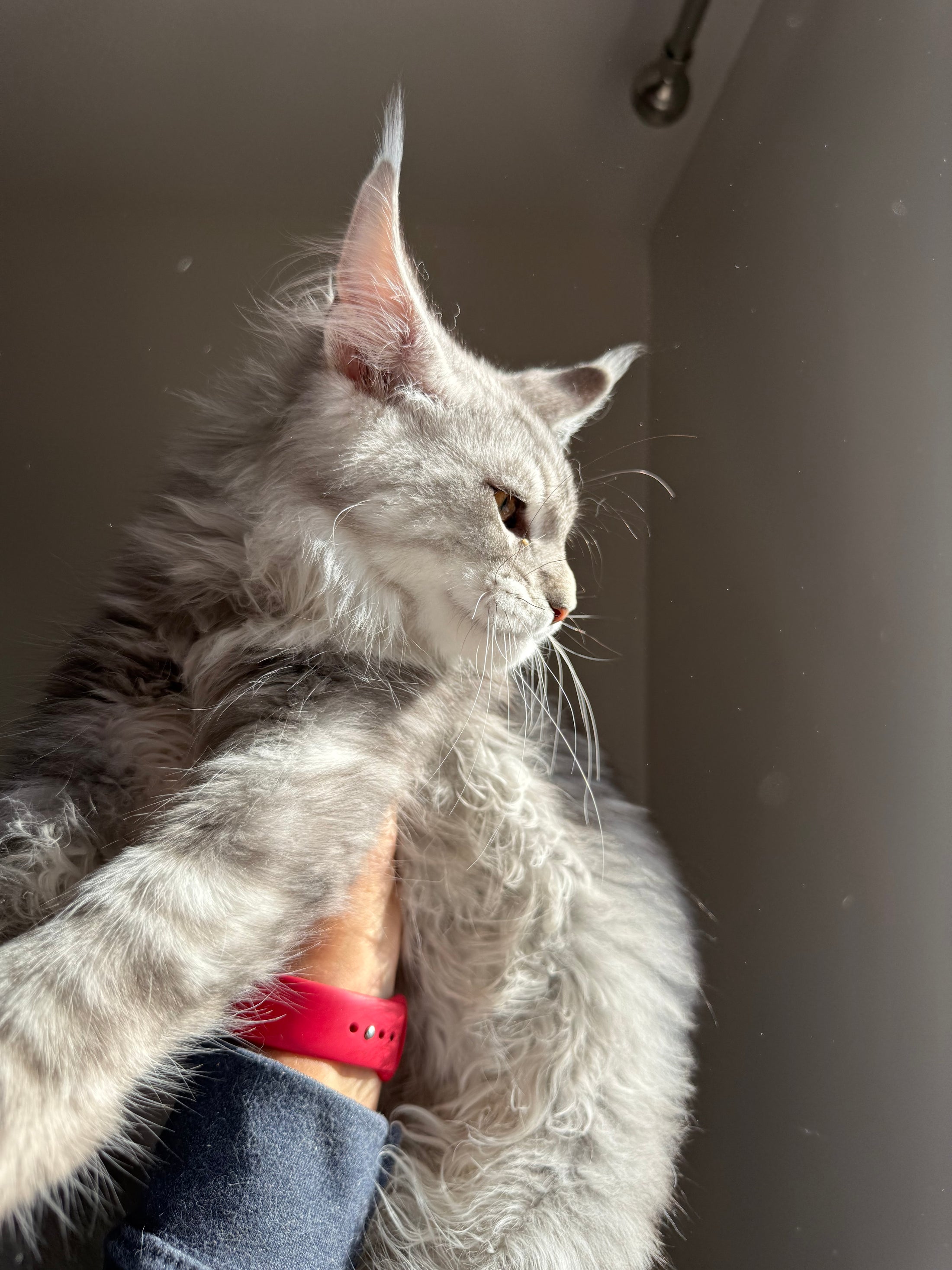 Black Silver Maine Coon male 2 / Located in Ottawa area