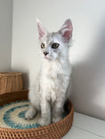 Load image into Gallery viewer, Black Silver Shaded Maine Coon female 1 / Located in Ottawa area