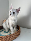 Load image into Gallery viewer, Black Silver Shaded Maine Coon female 1 / Located in Ottawa area