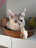 Load image into Gallery viewer, Black Silver Shaded Maine Coon Polydactyl male / Located in Ottawa area