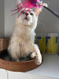 Load image into Gallery viewer, Black Silver Shaded Maine Coon Polydactyl male / Located in Ottawa area