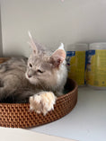 Load image into Gallery viewer, Black Silver Shaded Maine Coon Polydactyl male / Located in Ottawa area