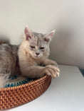 Load image into Gallery viewer, Black Silver Shaded Maine Coon Polydactyl male / Located in Ottawa area