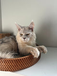 Load image into Gallery viewer, Black Silver Shaded Maine Coon Polydactyl male / Located in Ottawa area