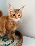 Load image into Gallery viewer, Red Maine Coon polydactyl female / Located in Ottawa area