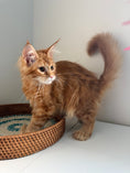 Load image into Gallery viewer, Red Maine Coon polydactyl female / Located in Ottawa area