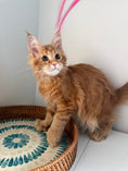 Load image into Gallery viewer, Red Maine Coon polydactyl female / Located in Ottawa area