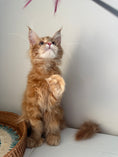 Load image into Gallery viewer, Red Maine Coon polydactyl female / Located in Ottawa area