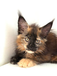 Load image into Gallery viewer, Black Torbie Maine Coon female 5 / Located in Ottawa area