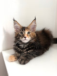 Load image into Gallery viewer, Black Tortie Maine Coon female 4 / Located in Ottawa area