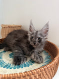 Load image into Gallery viewer, Black Smoke Maine Coon polydactyl female / Located in Ottawa area
