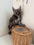 Load image into Gallery viewer, Black Smoke Maine Coon polydactyl female / Located in Ottawa area