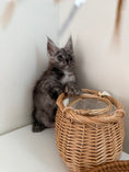 Load image into Gallery viewer, Black Smoke Maine Coon polydactyl female / Located in Ottawa area