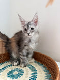 Load image into Gallery viewer, Silver Tortie Maine Coon polydactyl female / Located in Ottawa area