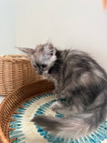 Load image into Gallery viewer, Silver Tortie with white with white Maine Coon polydactyl female / Located in Ottawa area