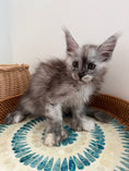 Load image into Gallery viewer, Silver Tortie with white with white Maine Coon polydactyl female / Located in Ottawa area