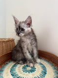 Load image into Gallery viewer, Silver Tortie with white with white Maine Coon polydactyl female / Located in Ottawa area