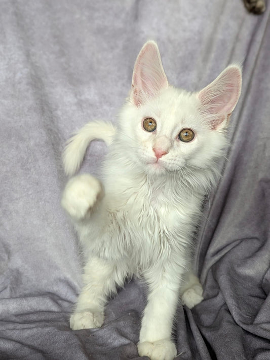 Red Shaded Maine Coon male / Located in Ottawa