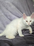 Load image into Gallery viewer, Red Shaded Maine Coon male / Located in Ottawa