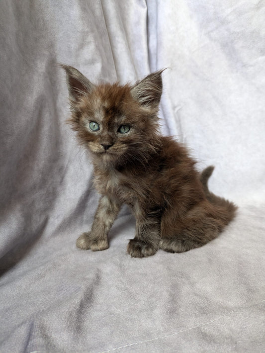 Black Smoke Maine Coon polydactyl Male / Located in Ottawa