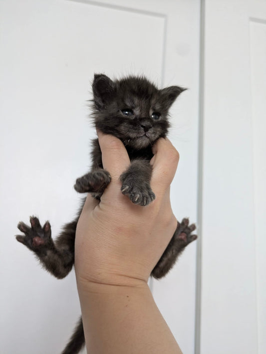 Black Smoke Maine Coon Male / Located in Ottawa