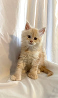 Load image into Gallery viewer, Red Silver Maine Coon Polydactyl male / Located in Rochester area, US