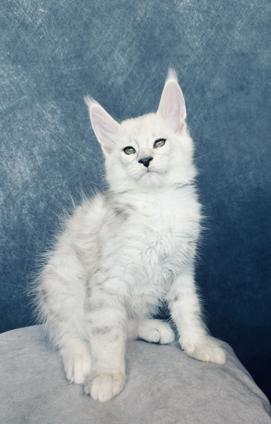 Black Silver Shaded Maine Coon male / Located in Ottawa