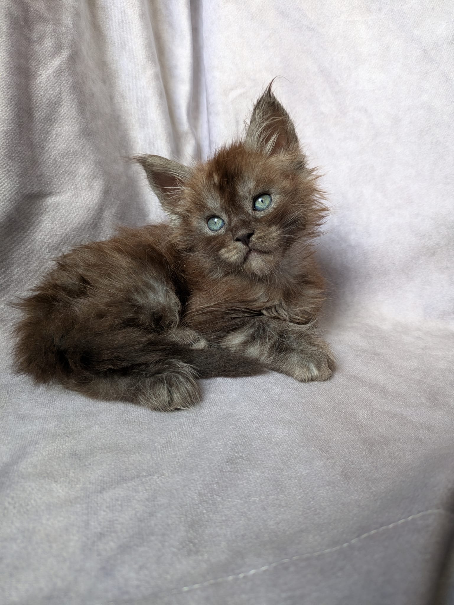 Black Smoke Maine Coon polydactyl Male / Located in Ottawa