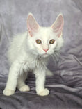 Load image into Gallery viewer, Red Shaded Maine Coon male / Located in Ottawa