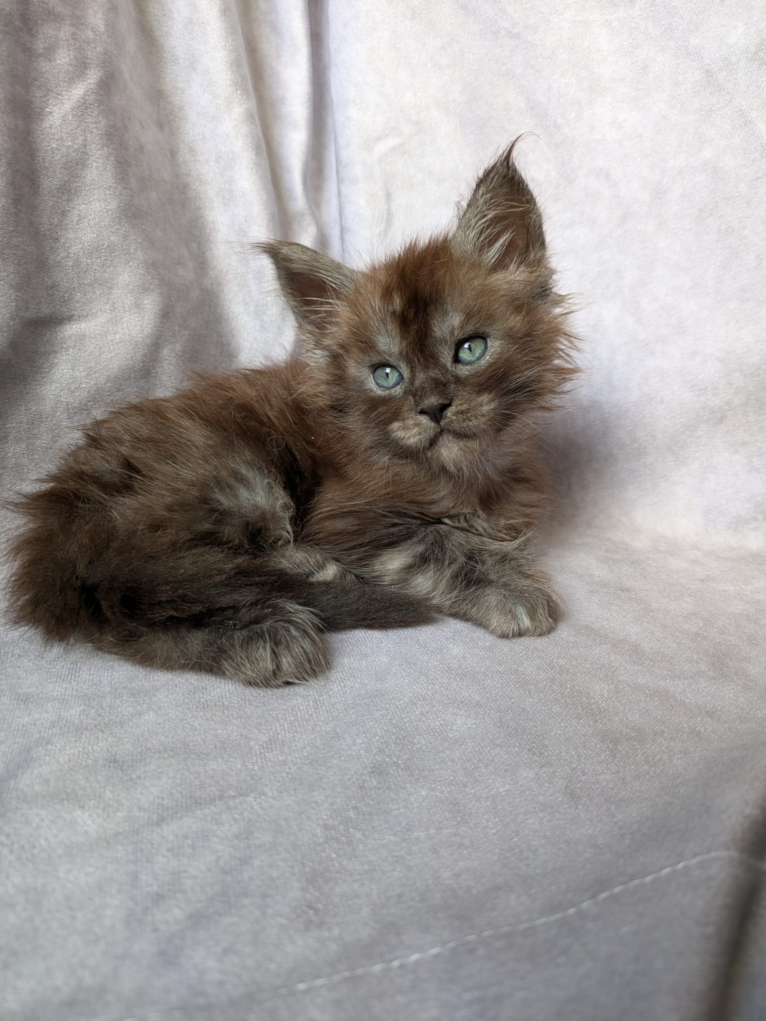 Black Smoke Maine Coon polydactyl Male / Located in Ottawa