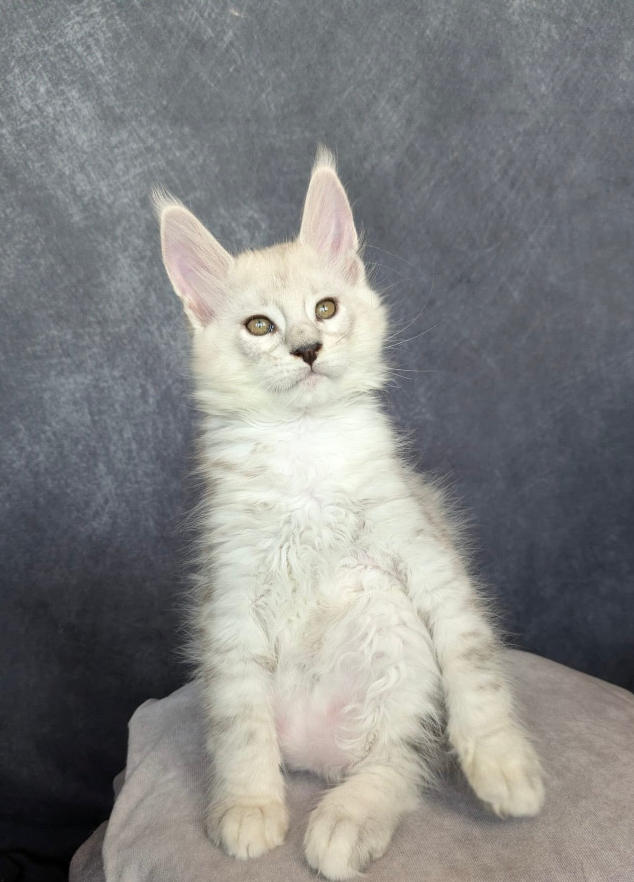 Black Silver Shaded Maine Coon male / Located in Ottawa