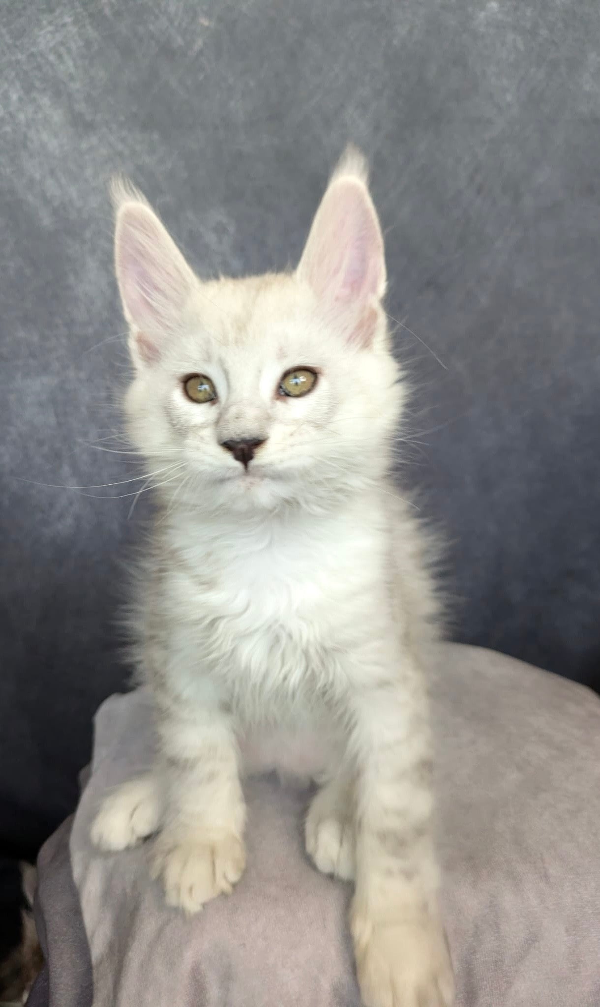 Black Silver Shaded Maine Coon male / Located in Ottawa