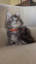 Load and play video in Gallery viewer, Black Silver Maine Coon Polydactyl female 2 - located in Ottawa area - Barrhaven